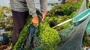 Rumput Laut